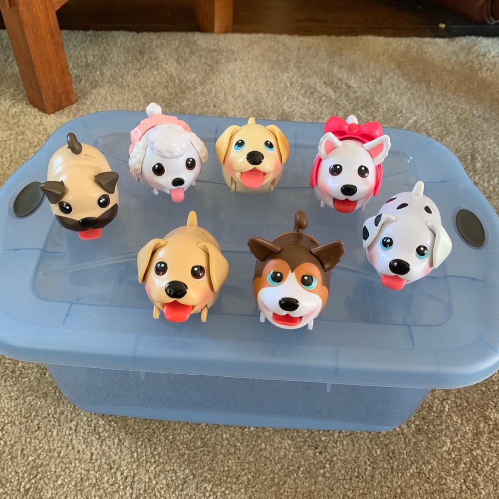 Chubby puppies